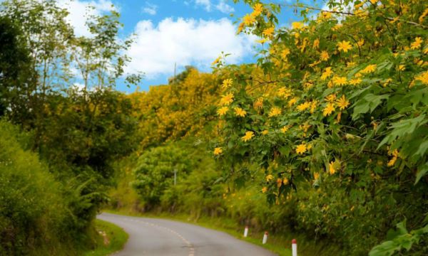 Top 4 cung đường ngắm hoa dã quỳ siêu hấp dẫn ở Đà Lạt