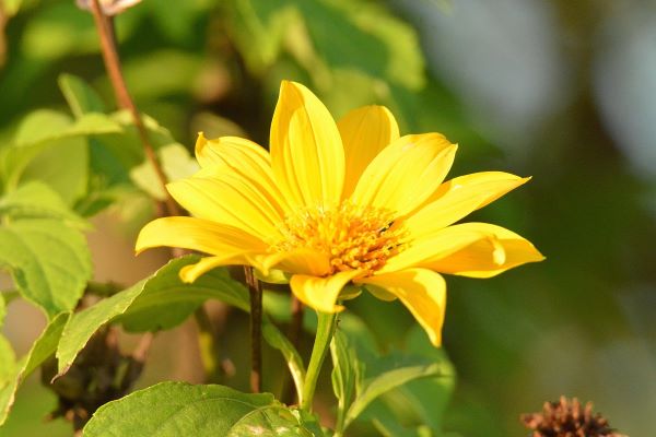 Vẻ đẹp của hoa dã quỳ ở Tây nguyên