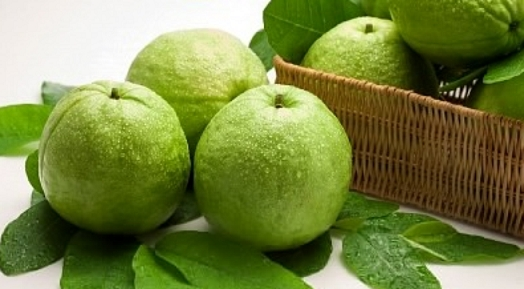 Công dụng tuyệt vời của quả ổi đối với sức khỏe