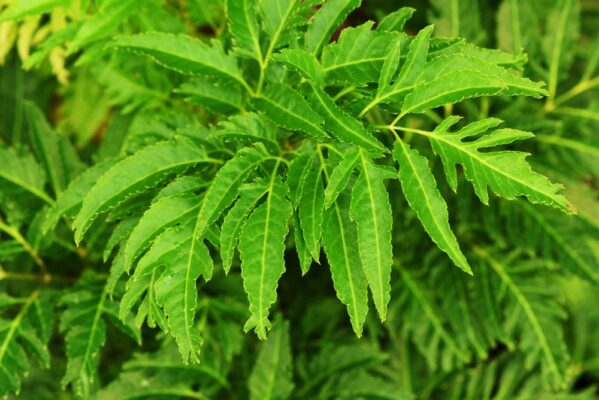 Lá đinh lăng đối với sức khoẻ con người