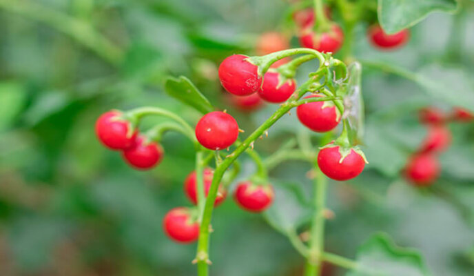 Cà gai leo trị bệnh gì