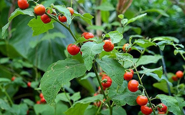 Cà gai leo và cây mật nhân ai không nên sử dụng