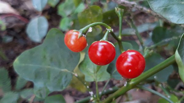 Cà gai leo có tác dụng gì?