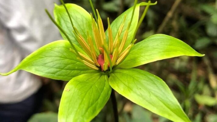 thất diệp nhất chi hoa