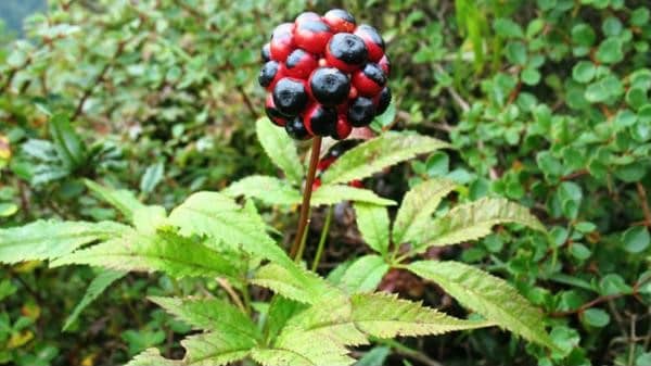 Tác dụng của tam thất hoang đối với sức khỏe