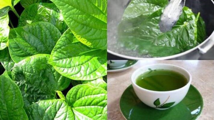 Lá lốt chữa bệnh xương khớp như thế nào?