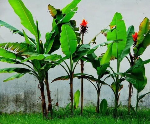 Một số bài thuốc từ lá, quả, củ, thân chuối hột rừng