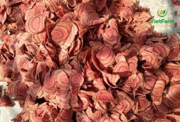 Uống cây cỏ máu có hại không?