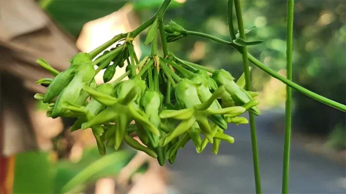 01 số lợi ích nổi bật của hoa thiên lý