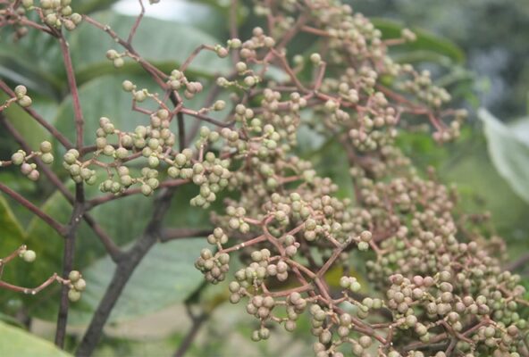 Mắc Khén và Hạt Dổi