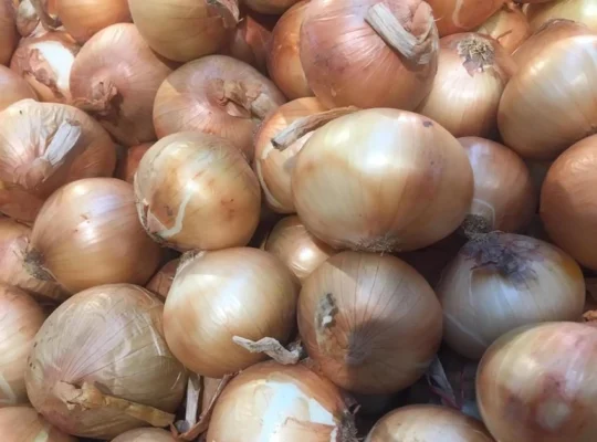 Chất dinh dưỡng có trong củ hành tây