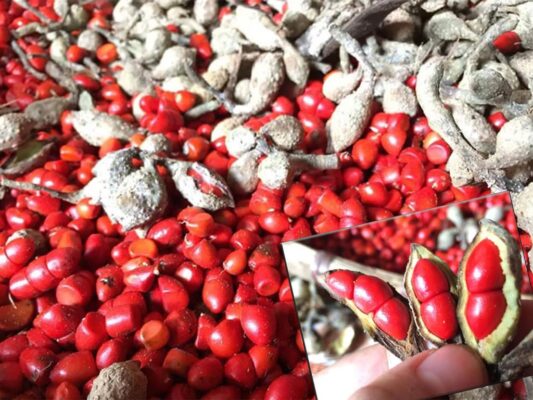 Hạt dổi nếp Tây Bắc là gì