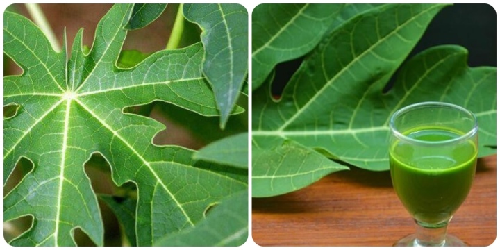 nước lá đu đủ tươi