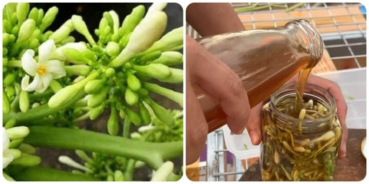 Hoa đu đủ đực ngâm mật ong nên uống lúc nào