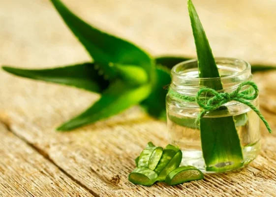 Cây lô hội có tác dụng gì