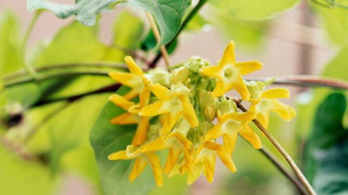 01 số lợi ích nổi bật của hoa thiên lý