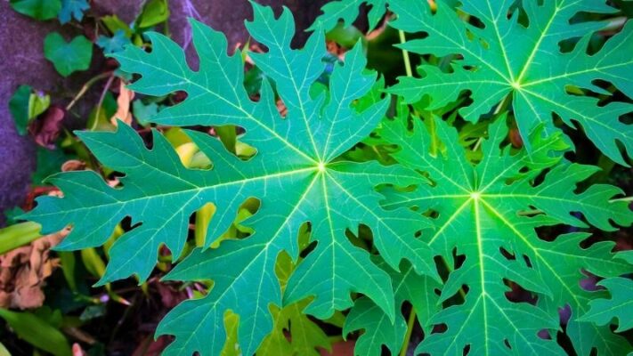 Công dụng của lá đu đủ với sức khỏe