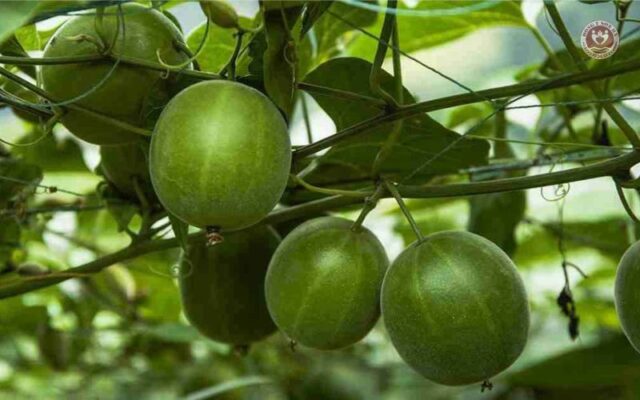 Quả la hán có nên uống hàng ngày không
