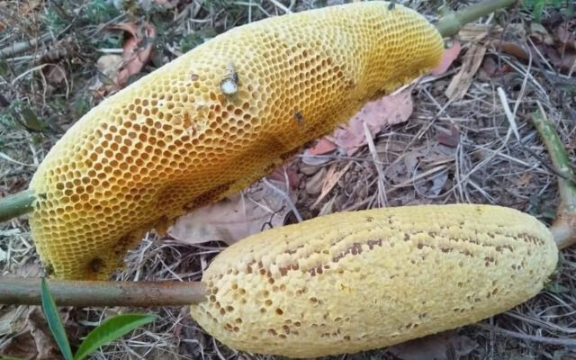 Mật ong ruồi nguyên tổ