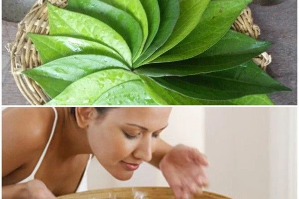 Cách chữa viêm họng bằng lá trầu không