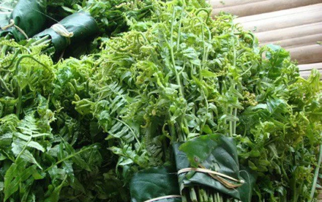 Công dụng chữa bệnh từ cây rau dớn