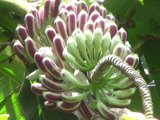 Giới thiệu chuối hột rừng Tây Bắc