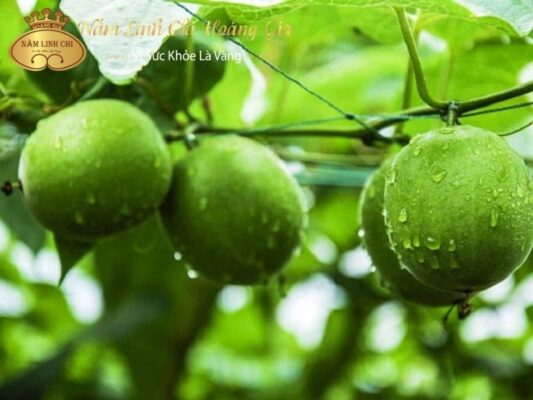 Lợi ích của quả la hán là gì