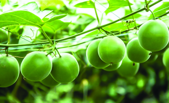 Quả La hán - một vị thuốc quý