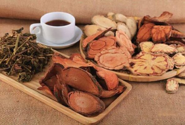 Cây cỏ máu uống nhiều có hại sức khỏe không?