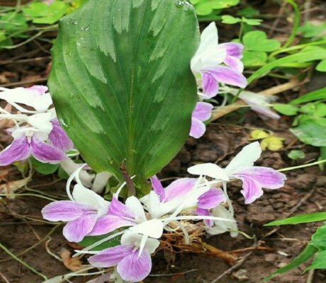 Thất nam ngâm mật ong