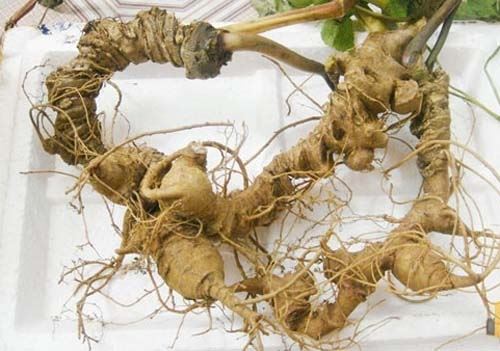 Tam thất bắc và tam thất hoang