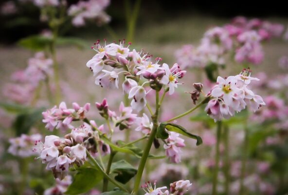 Kinh nghiệm khám phá mùa hoa tam giác mạch ở Hà Giang