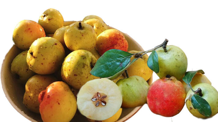 Quả táo mèo là gì?