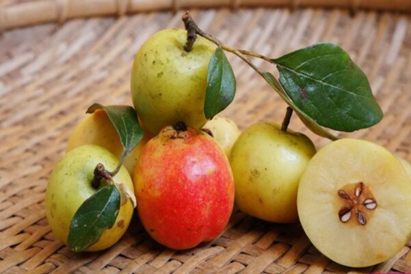 Quả táo mèo ăn có tác dụng gì