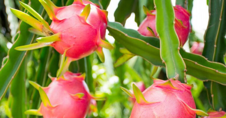 Quả thanh long có lợi ích gì