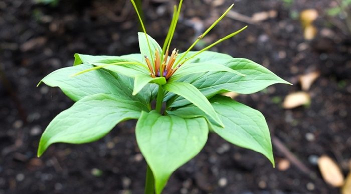 Thất diệp nhất chi hoa ngâm rượu có công dụng gì