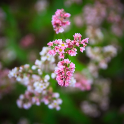 Hoa tam giác mạch và những điều cần biết