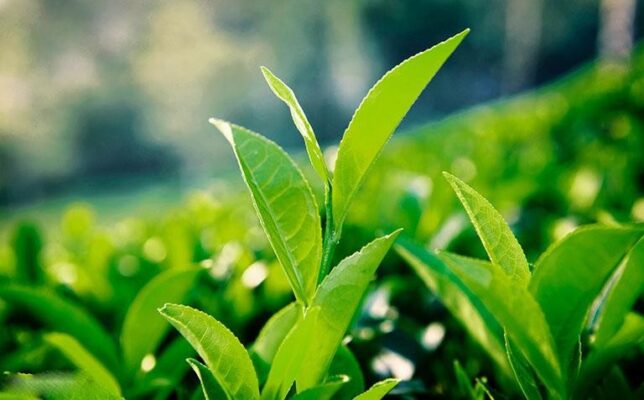 Trà xanh và những lợi ích bất ngờ