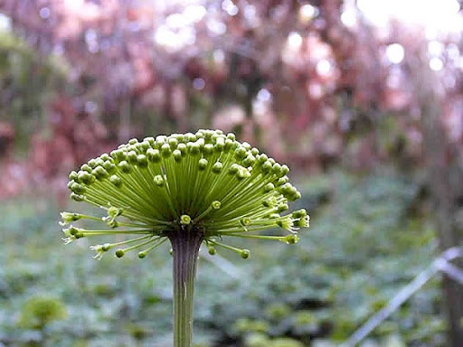 Người huyết áp thấp có nên dùng nụ hoa tam thất?