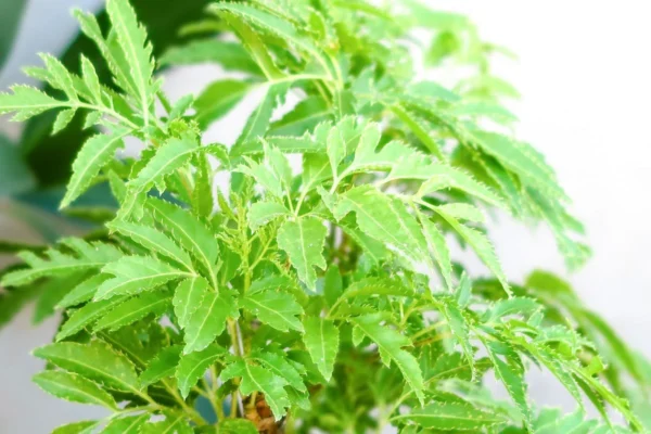 Cách làm nước đinh lăng cho người cao huyết áp