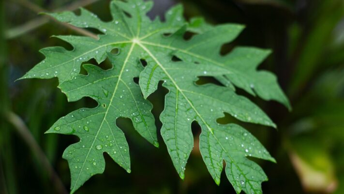 Lá đu đủ có tác dụng gì?