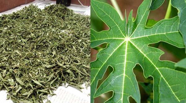 Nên uống nước lá đu đủ tươi hay phơi khô?