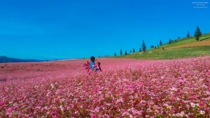 Hà Giang mùa hoa Tam giác mạch
