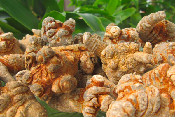 Củ tam thất bắc có tốt cho sức khỏe không?