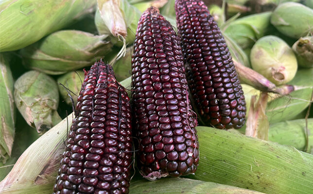 Ngô tím ngâm rượu bao lâu thì uống được?