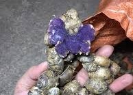 Bài thuốc chữa bệnh từ gừng đen