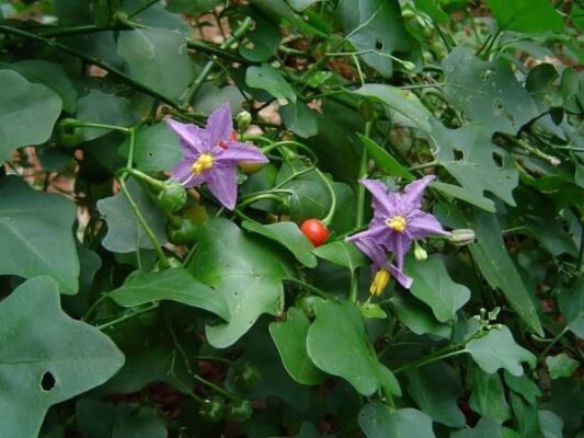 Uống cà gai loe có ảnh hưởng đến thận không?