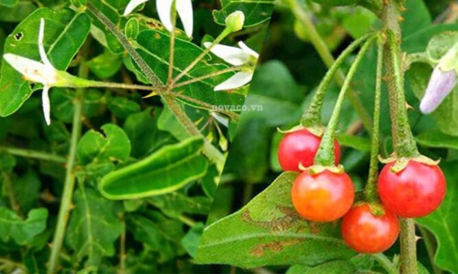 Cách sử dụng cao cà gai leo Tây Bắc