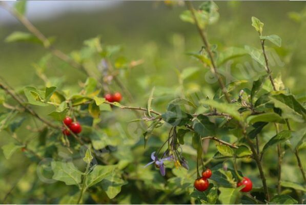 Cao cà gai leo Tây Bắc có lợi ích gì cho sức khỏe