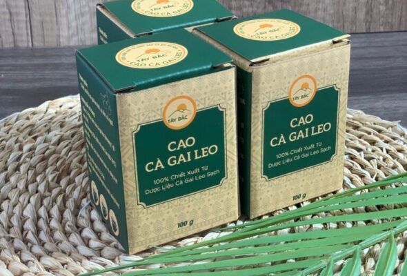 Người không nên uống cao cà gai leo